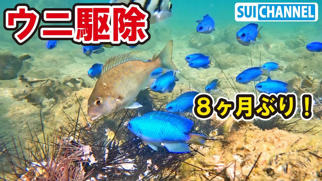 【ウニ駆除】8ヶ月ぶりのウニ駆除！【2025年8月】