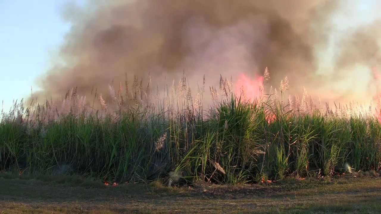 Burning Sugar Can at the Burdekin North Queensland