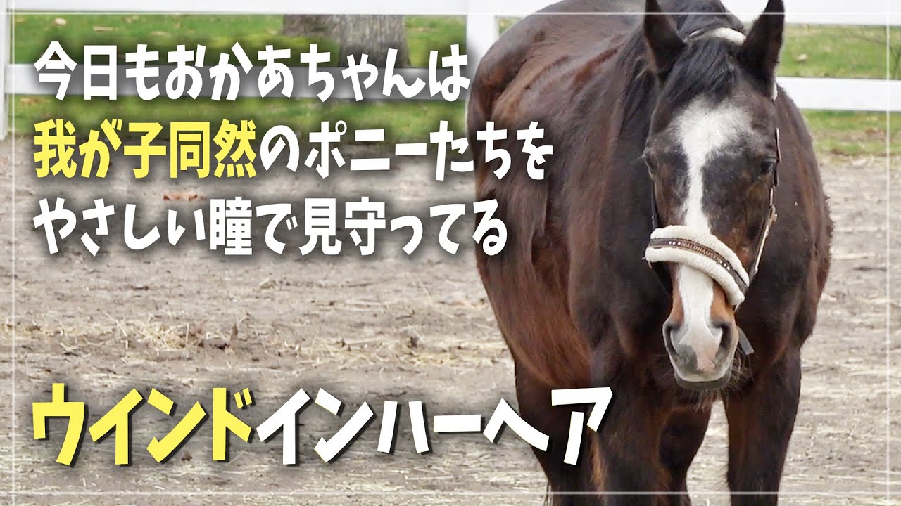 【ディープインパクトの母】放牧地で穏やかな時間を感じさせてくれるウインドインハーヘア