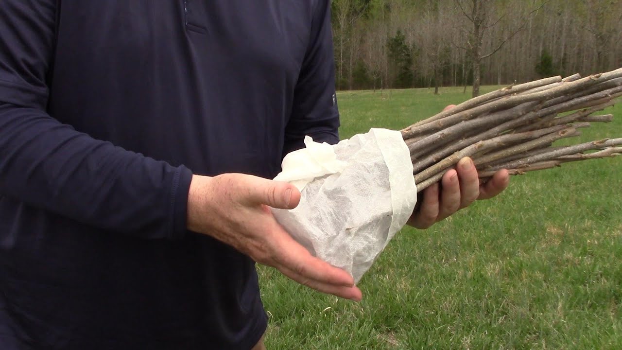 Cutting and storing pecan grafting wood 2025