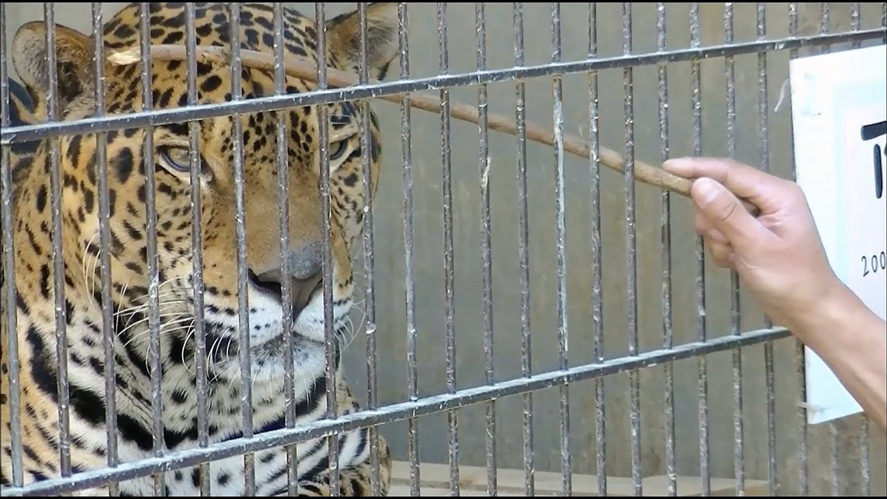 ジャガーを木の棒でイジると？ / 東山動物園