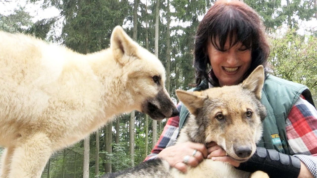 Wildpark Lüneburger Heide: Der süße Nachwuchs von Wolfsmutter Askani