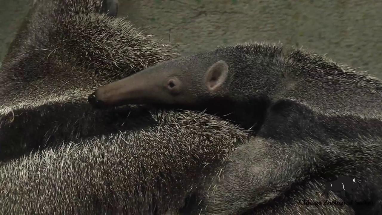 Giant Anteater Baby at Brookfield Zoo