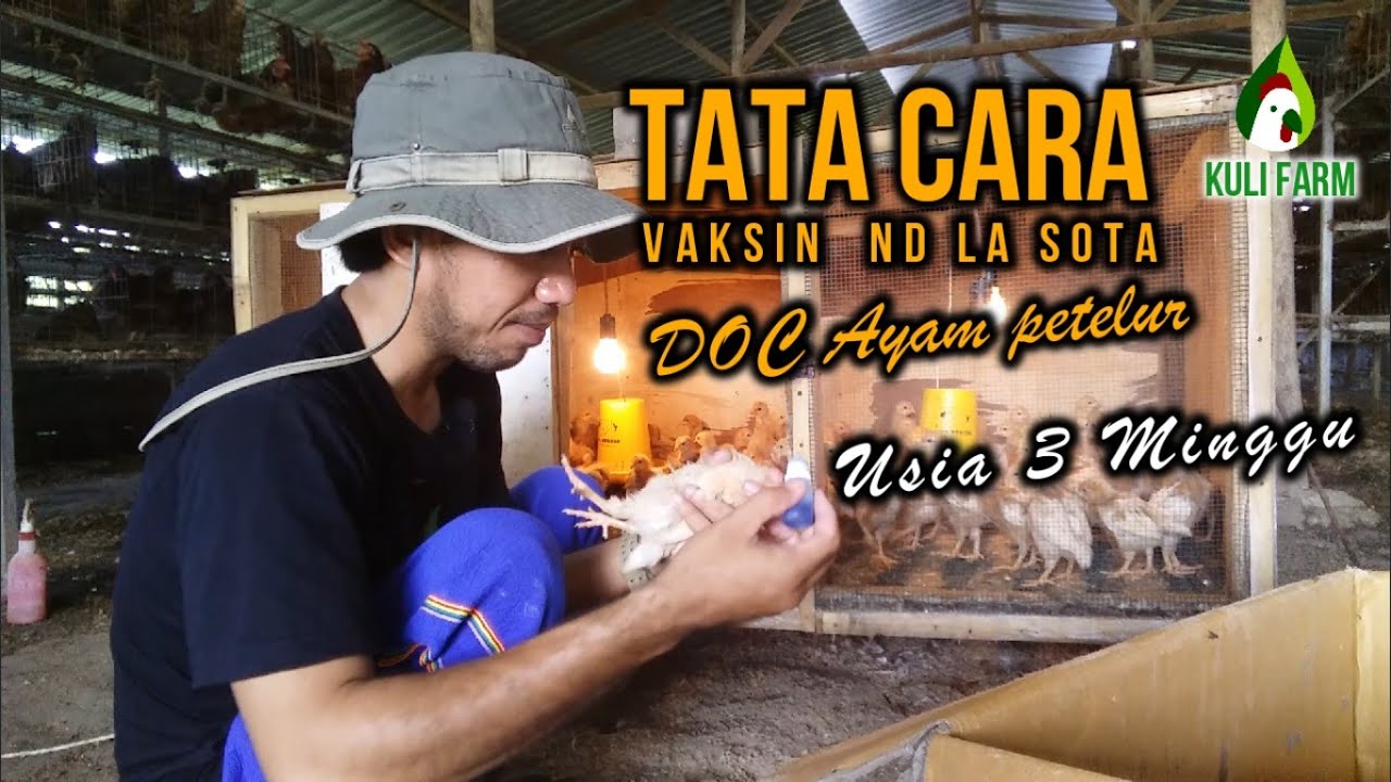 Vaksin Ayam Petelur