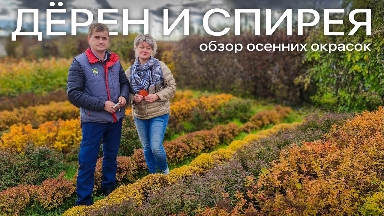 Самые неприхотливые кустарники для сада. Осенний обзор спиреи и дёрена.