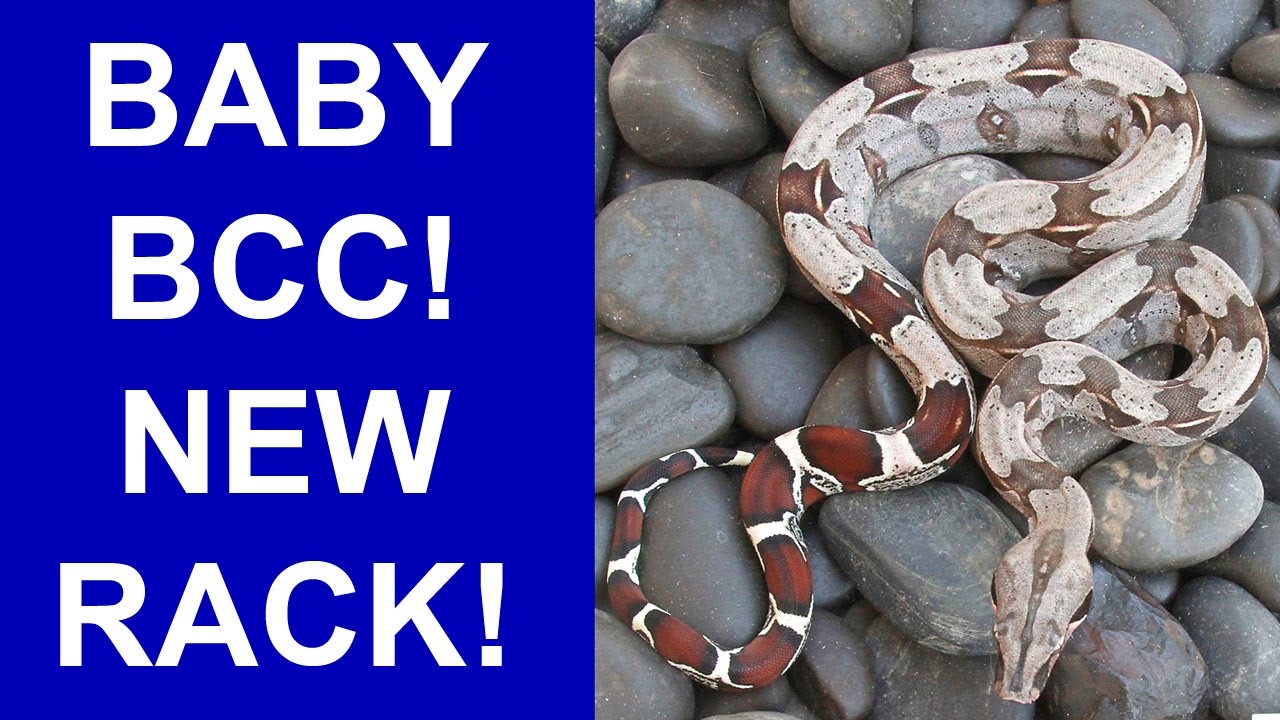 New Baby Boa Rack and Baby Suriname Bcc Post Shed
