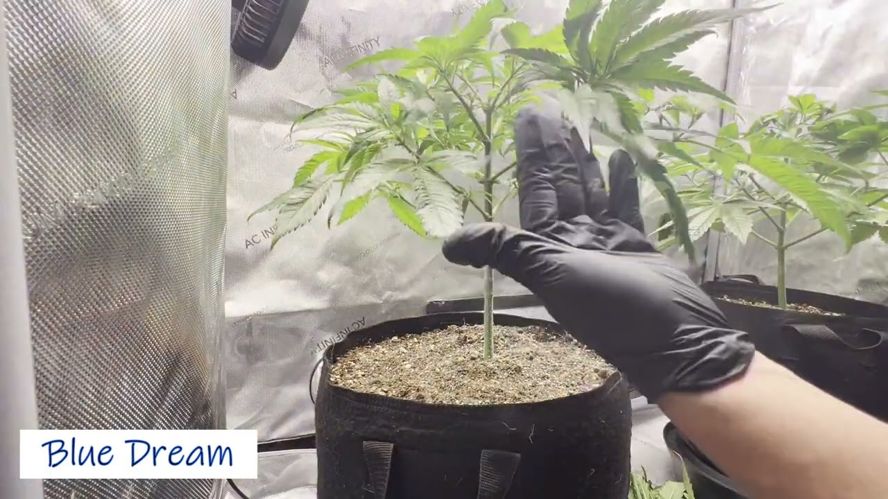[Photoperiod] Blue Dream + Wappa - Flowering and Harvest