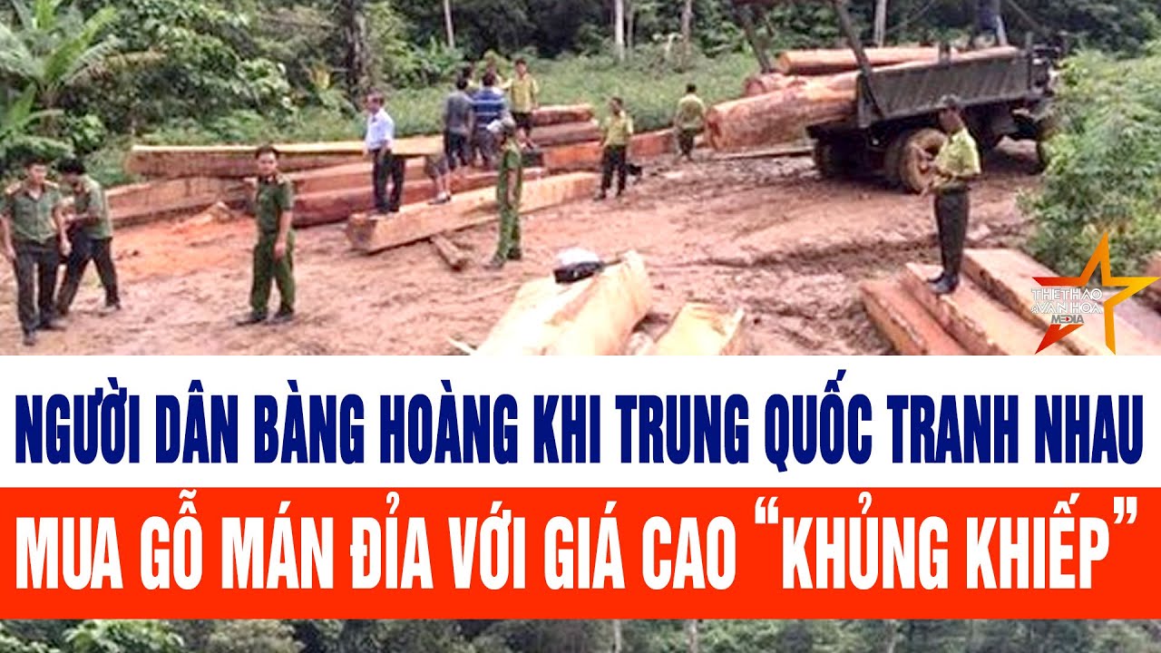 Người dân bàng hoàng khi Trung Quốc tranh nhau mua gỗ mán đỉa với giá cao “khủng khiếp”