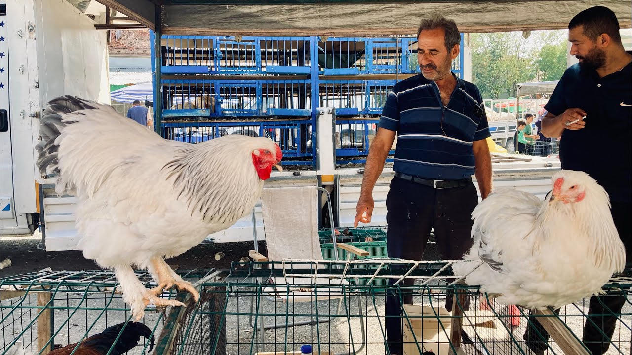 KONYA TAVUK PAZARI / EN UYGUN FİYATLAR SİZLERLE