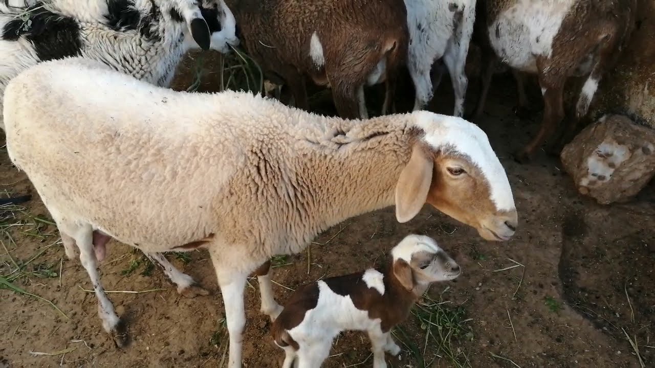 حصر البول عند الاغنام او احتباس البول لدى الاغنام