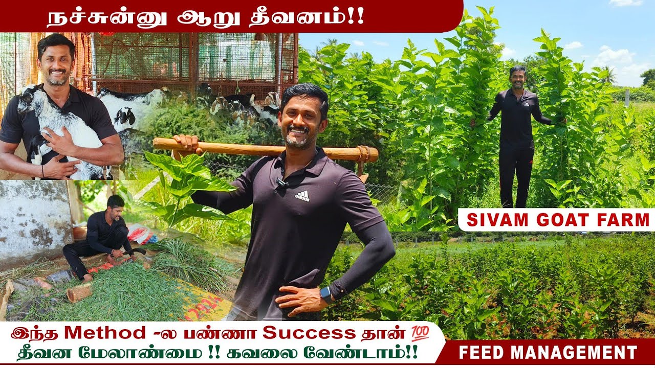 🌱🌿என் பண்ணையில் தீவன பிரச்சினை இல்லை!! | 4 வருடம் Successful - ஆ பண்ணிட்டு இருக்கேன் #greenfeed