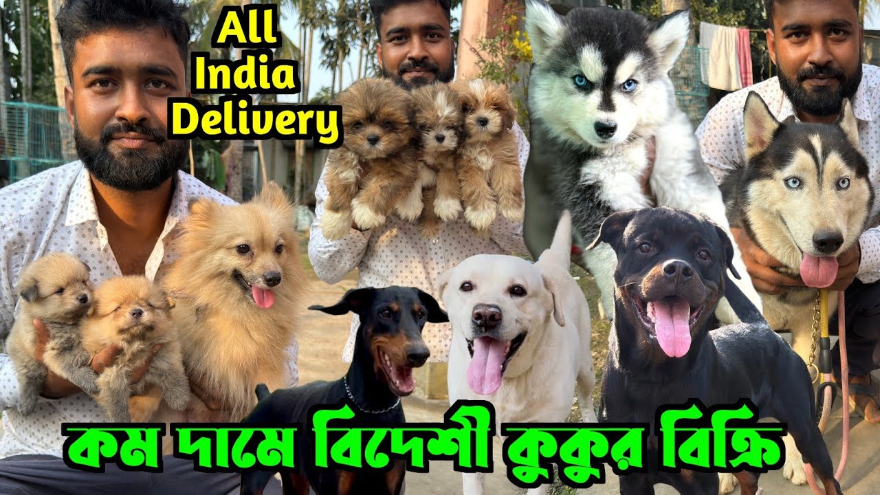 কম দামে বিদেশী কুকুর বিক্রি হচ্ছে! Dog Market in Kolkata Price. Kolkata Dog Market.