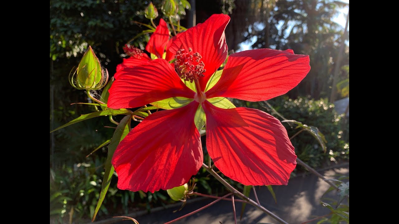 Rose Mallow - Hibiscus coccineus