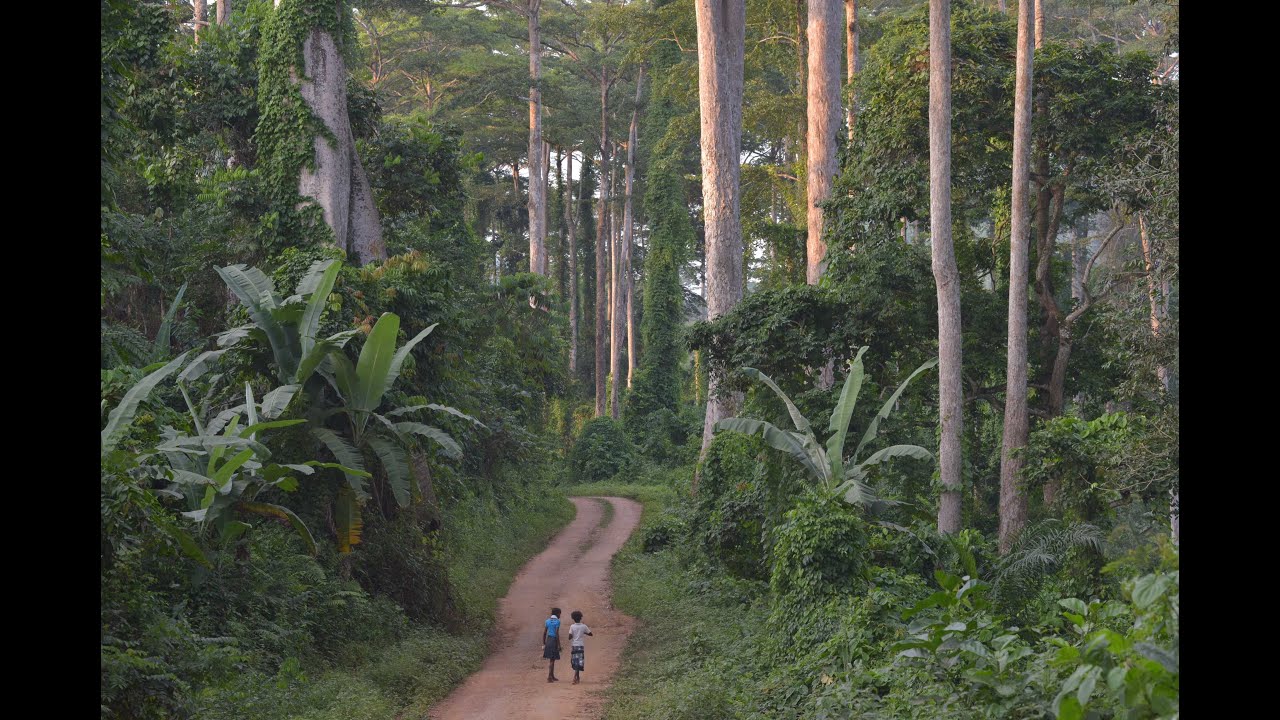 WWF-RDC ( Programme de Gouvernance Forestière) en RDC