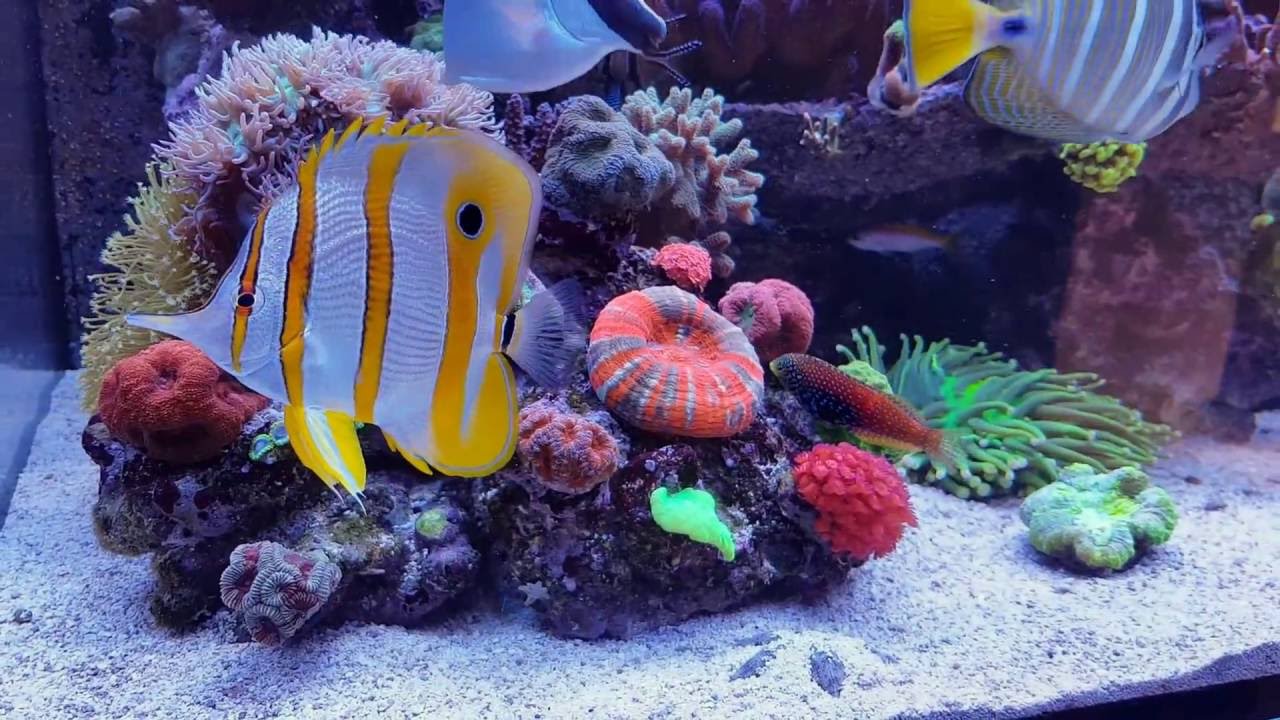 08-2016 | update | Red Sea Reefer 525 XL
