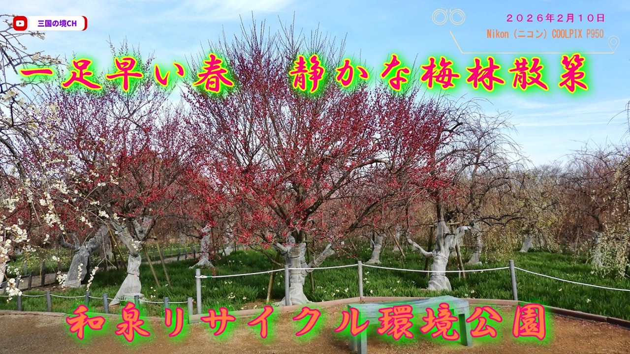 和泉リサイクル環境公園の梅が満開に近づく｜静かに楽しむ梅林風景【2026年2月10日】