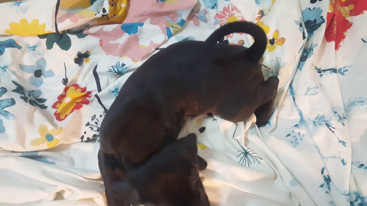 Puppy breathing fast. 😯