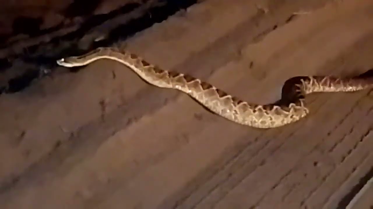 ENCONTREI UMA COBRA CASCAVEL NA ESTRADA A NOITE | NOSSO SÍTIO EM PERNAMBUCO #snake #animals