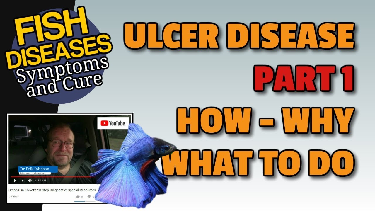 Ulcer Disease in Koi - PART 1 of 3 What It Is, When It Happens and What to Do About Sores On Koi