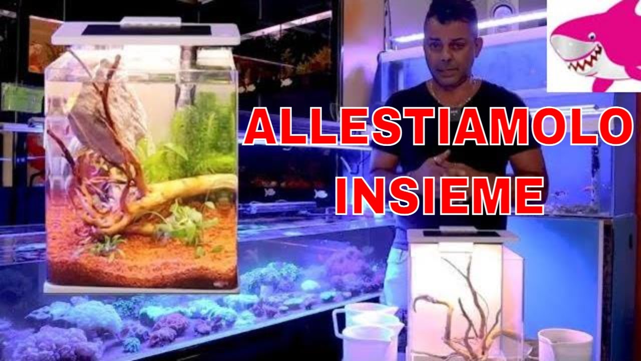 Allestire l'acquario di acqua dolce 😀by Tropicalmania