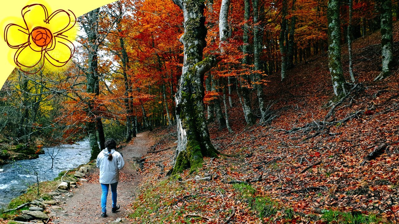 El HAYEDO de Montejo de la sierra #MEVOYALCAMPO