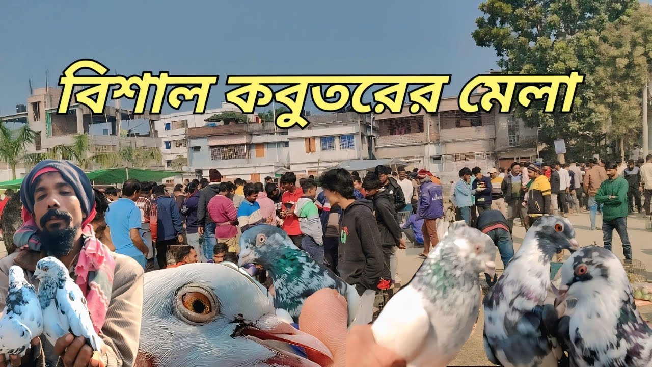 অস্থির কালেকশন অবিশ্বাস্য দামে !!  রাজশাহী কাটাখালি হাটে কবুতরের আপডেট বাজার দর জানুন  
