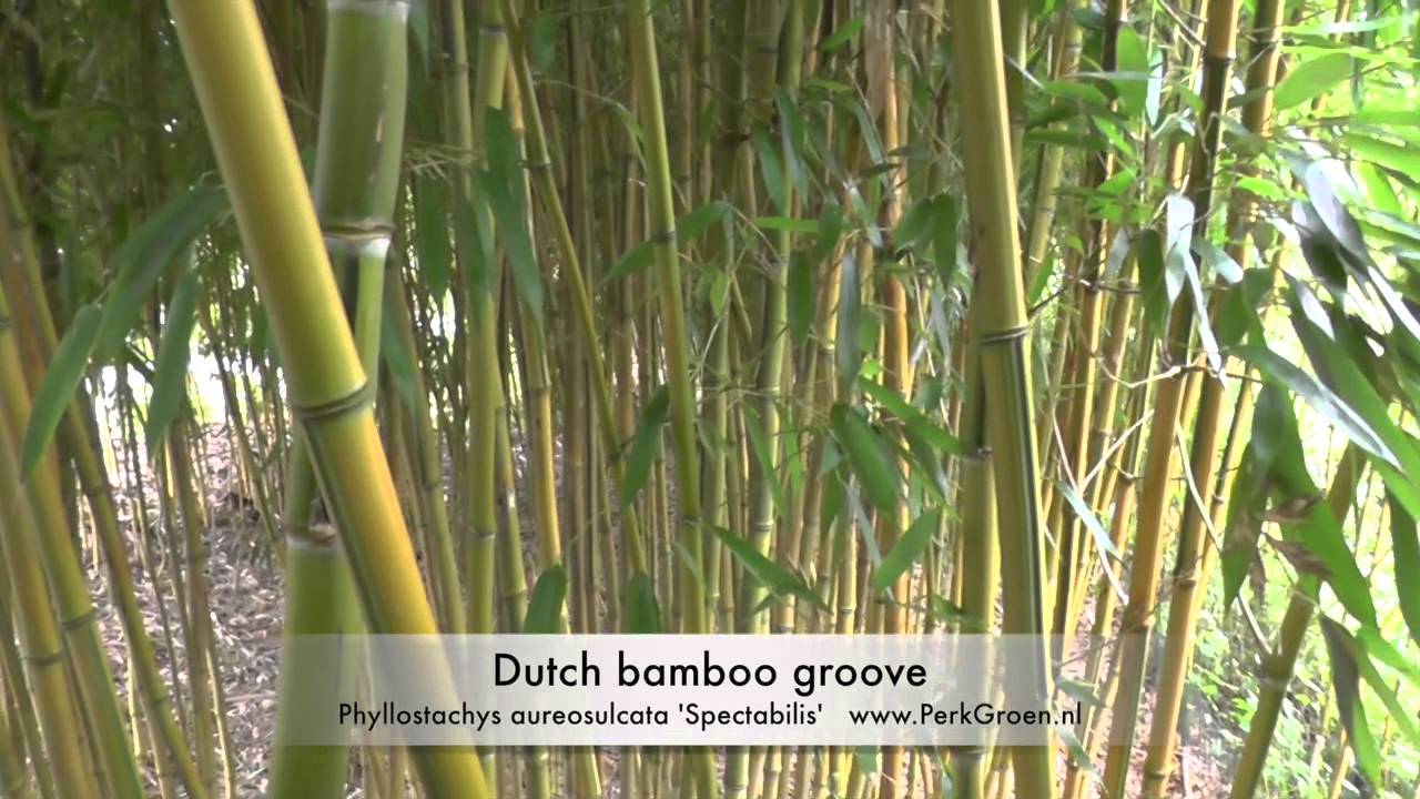 Dutch Bamboo Grove - Nederlands bamboebos