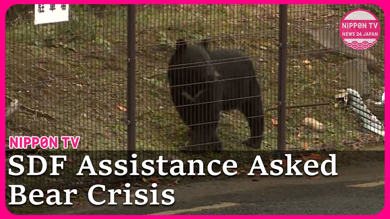 Self Defense Force Help Asked as Japan's Bear Attacks Turn Deadly