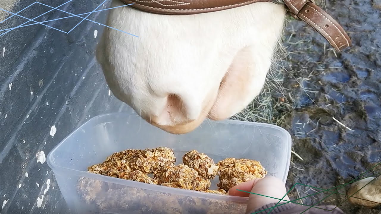 On teste une recette de bonbons pour chevaux !