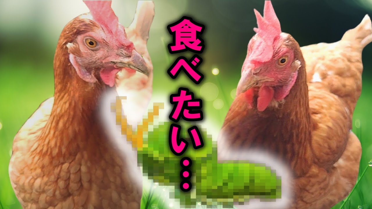 鶏小屋に勝手に住みついた子の観察日記（初日編）【ニワトリ飼育】#101