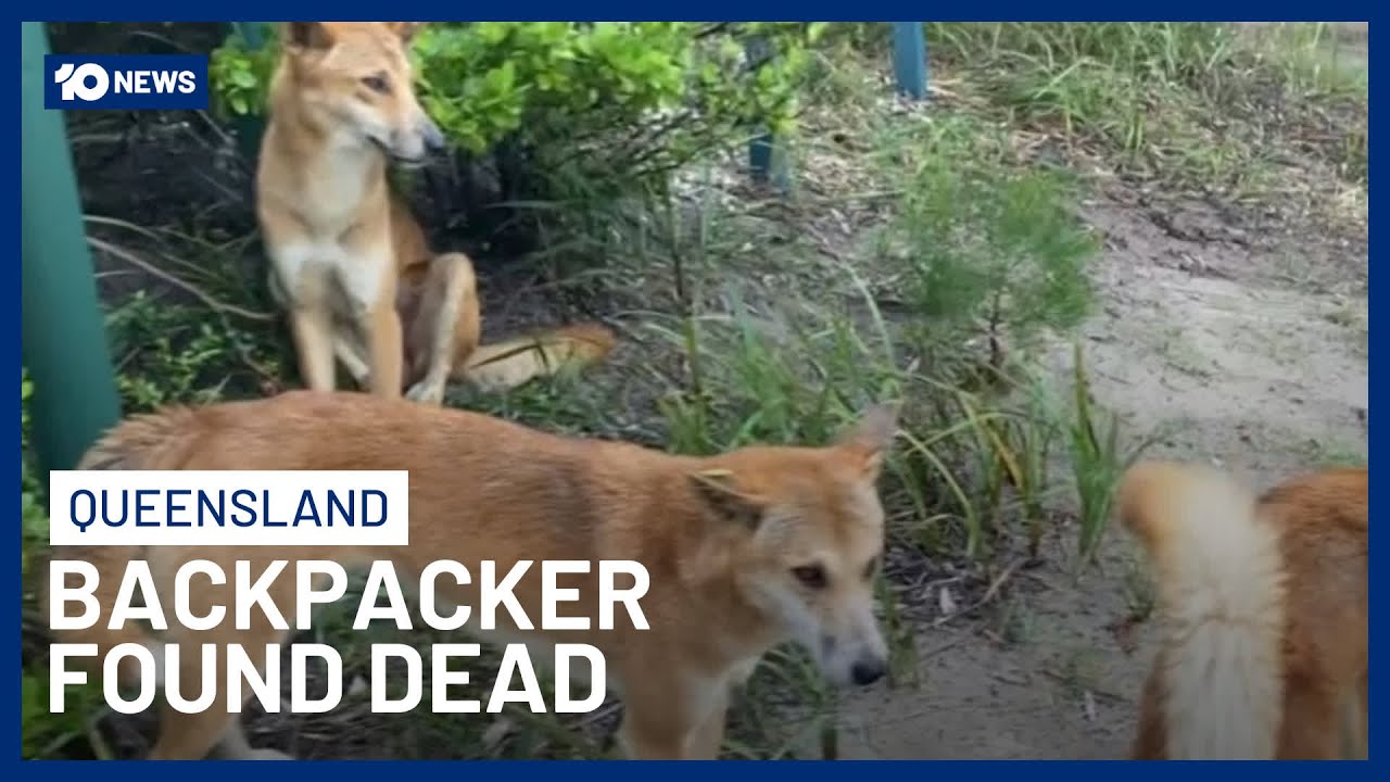 Canadian Backpacker Found Dead On K’gari Surrounded By Dingoes | 10 News