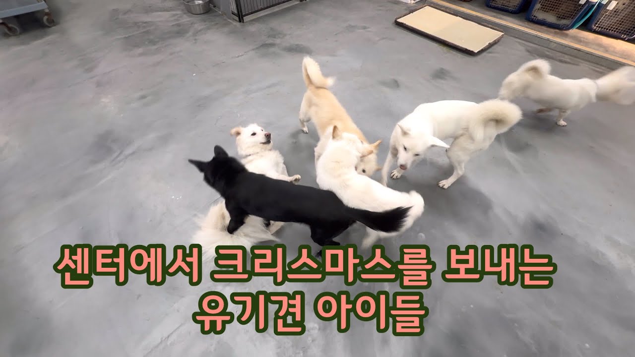 댕댕이들과 보낸 크리스마스.