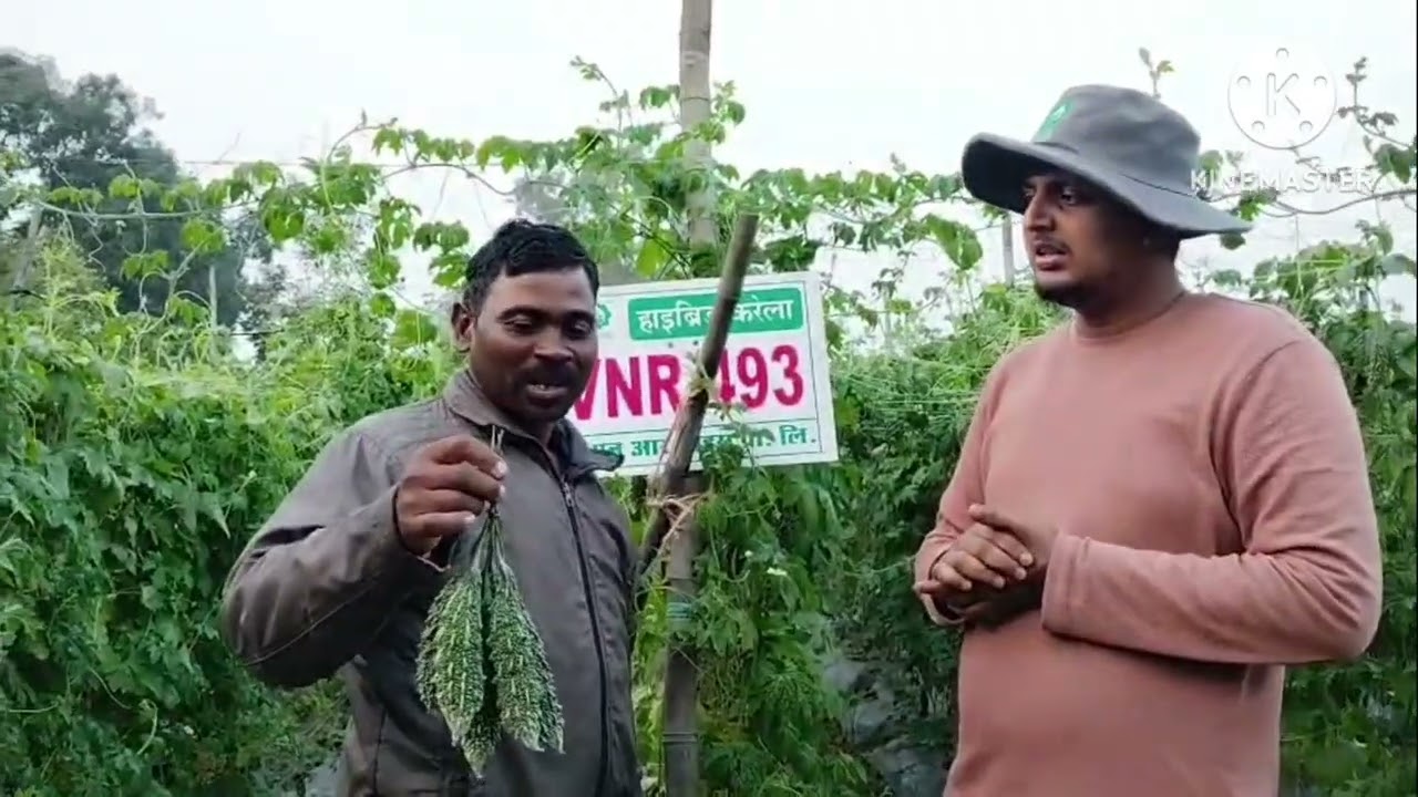 किसान साथियों#vnr493करेला लगाकर  किया लाखों की कमाई नवंबर से दिसंबर महीने में।#vegetables #karela 