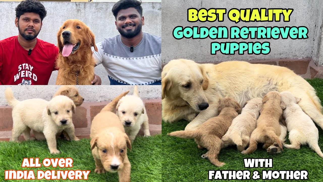 Golden Retriever 🐶 | கோல்டன் ரெட்ரீவர் எப்படி வளர்ப்பது? | Golden Retriever Dog Kennel Chennai
