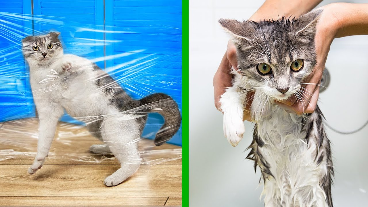 14 Life Hacks F&uuml;r Katzen!