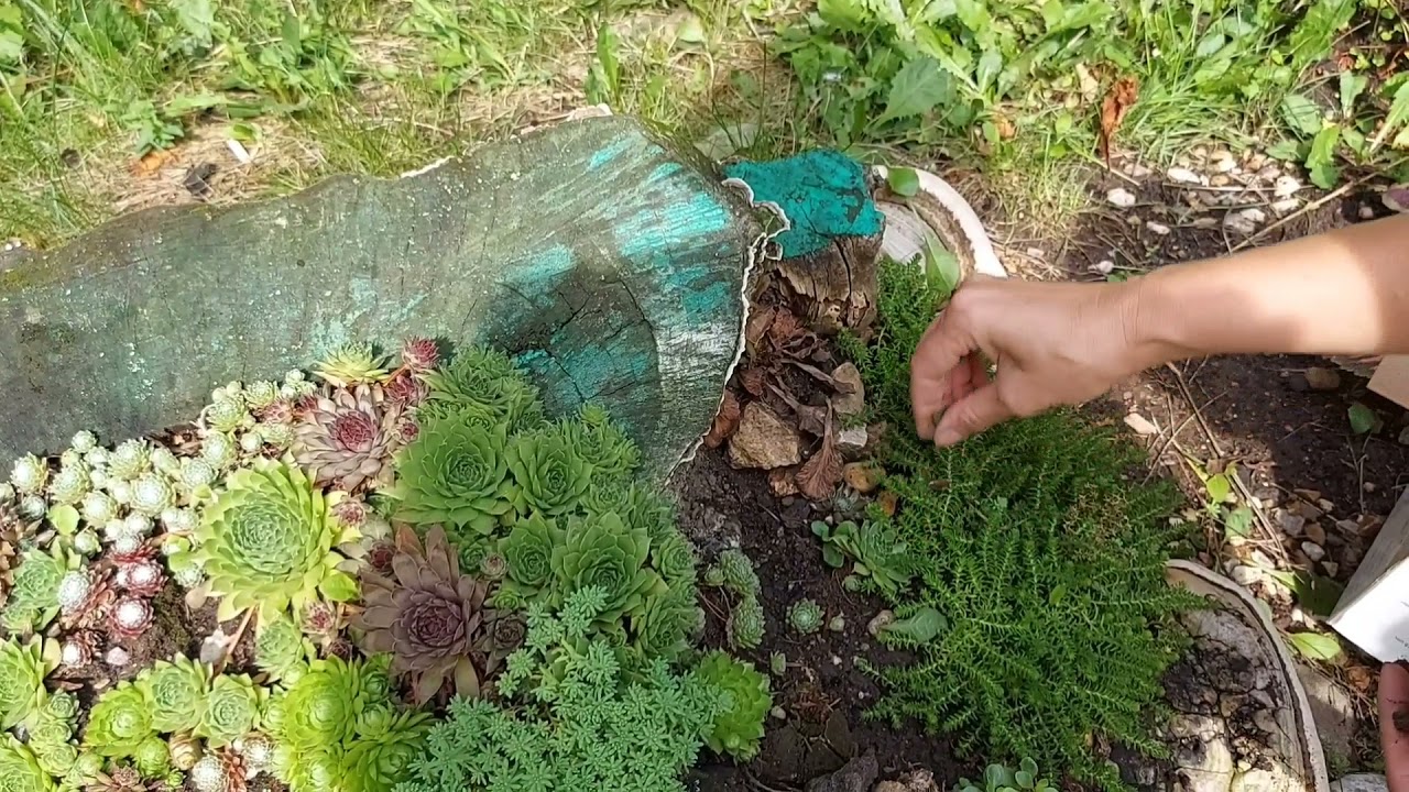 #уличные_суккуленты : #молодило и #седум #очиток на клумбе