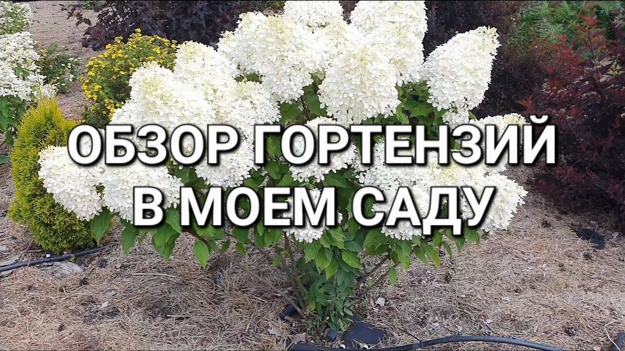 ОБЗОР ГОРТЕНЗИЙ В МОЕМ САДУ🌼🌸⚘️