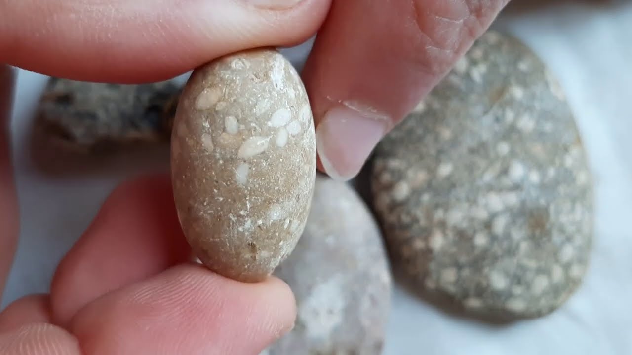 انتبه من احجار زوعه الحيه المزيفه