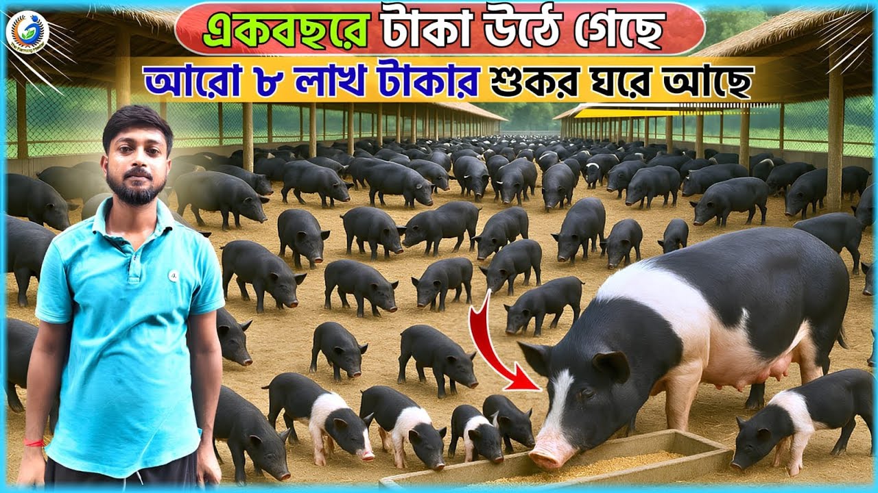 বিট্টু বিশ্বাসের অনুপ্রেরণায় শুকর ফার্ম করে সফল- Pig Farming Techniques -  Best pig Farming Video.