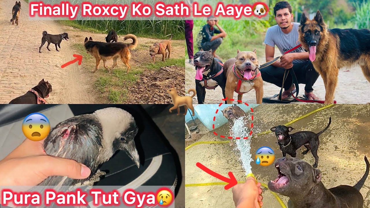 Black Crow Rescue Kiya😢Roxcy Ko B Apni Gang K Sath Le Gye🐶But😰Jungle Dogs Attack..