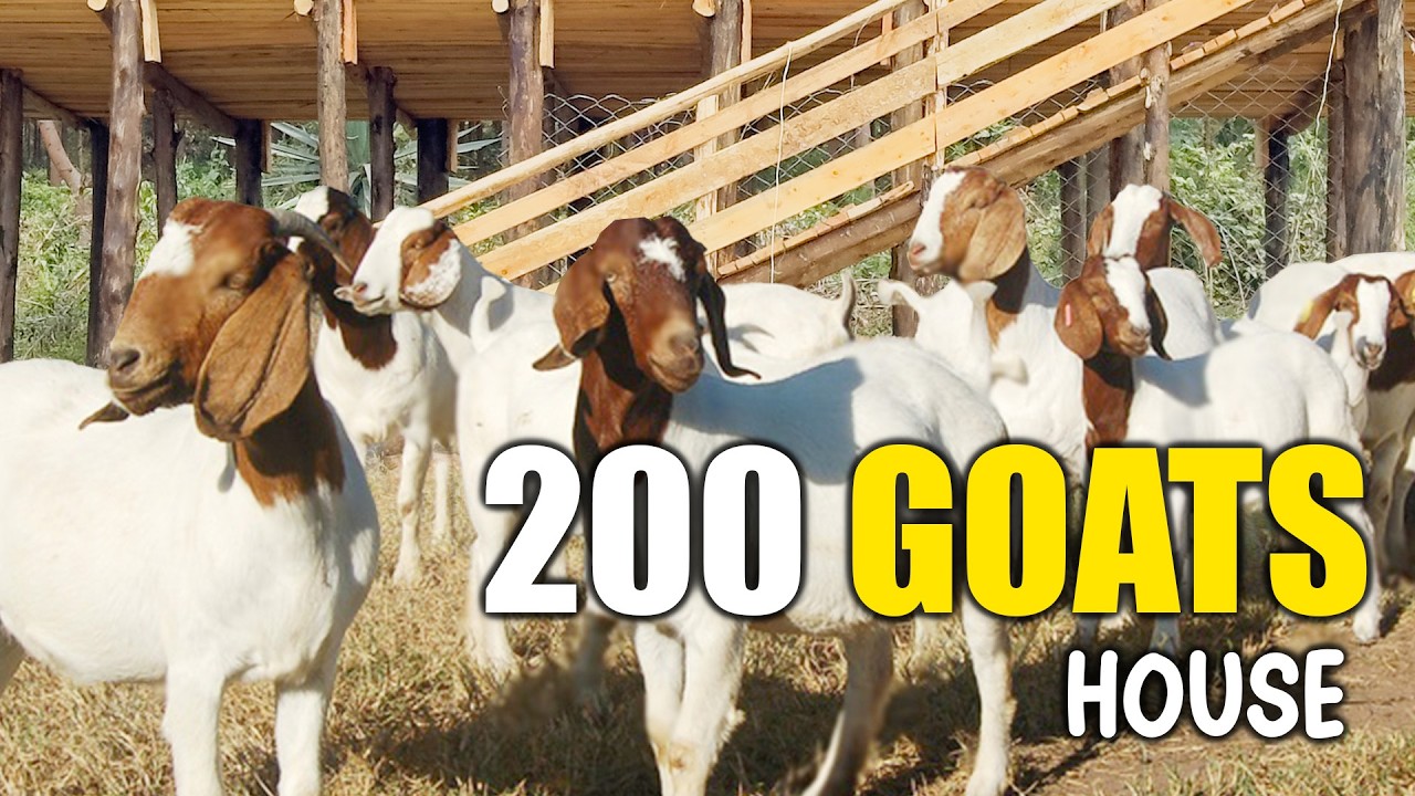Goat Farming Structure for 200 Goats | From Shelter to Feeding System Explained