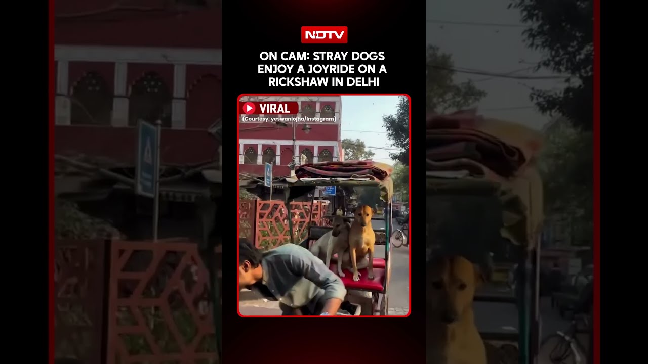 Delhi News | Heartwarming Video Of Stray Dogs Enjoying A Rickshaw Ride In Delhi Goes Viral