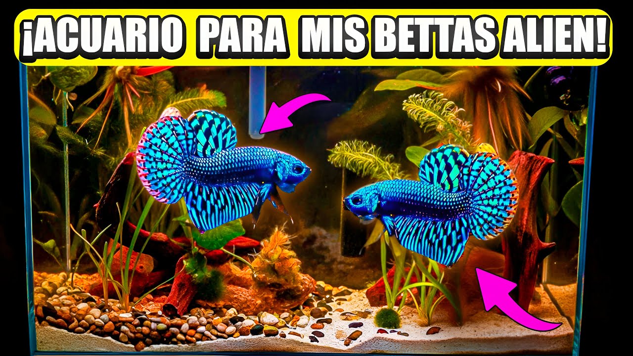 junte una pareja de betas alíen... y esto paso 😱🐟🔥