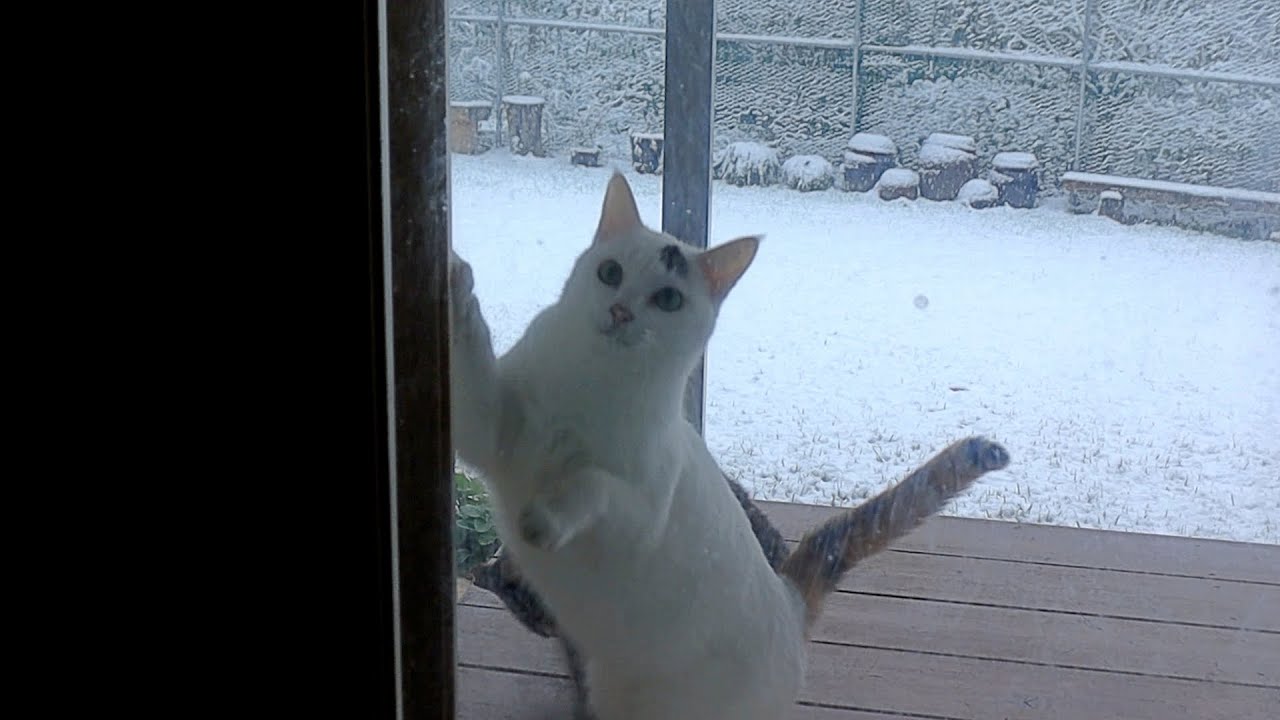 It's Cold. Let Me In!