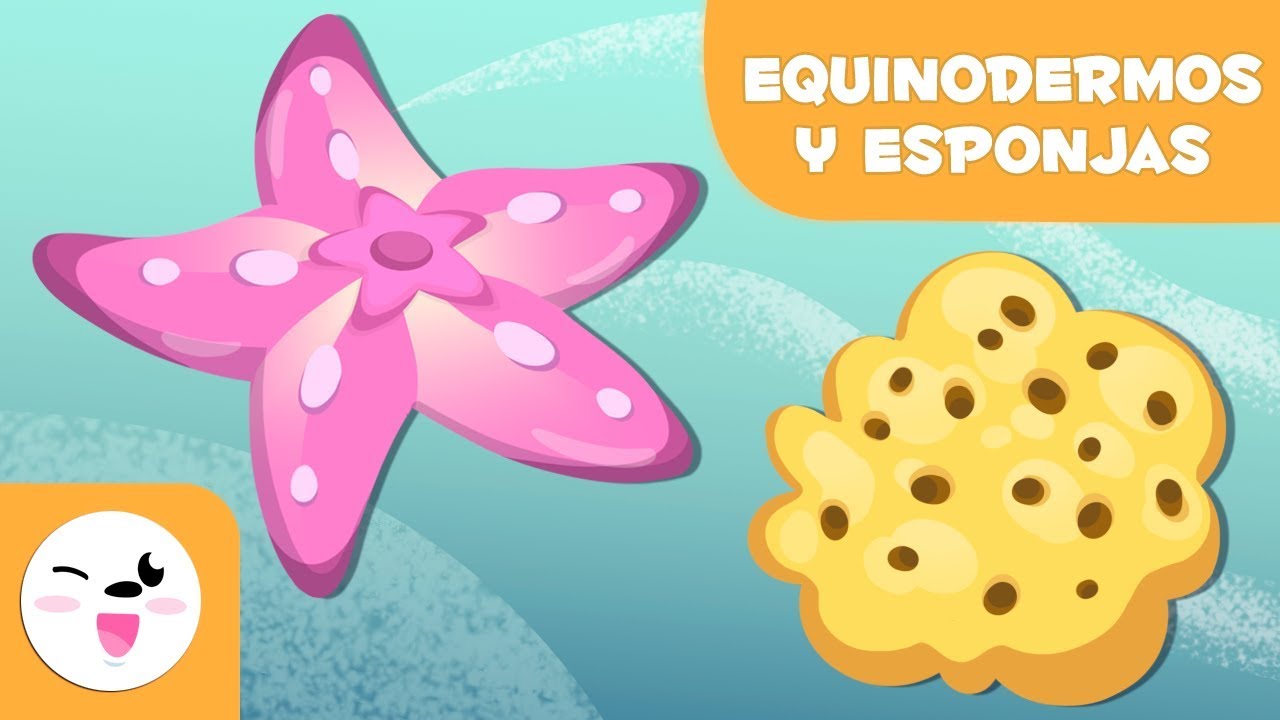 Los equinodermos y las esponjas para niños - Animales invertebrados - Ciencias naturales para niños