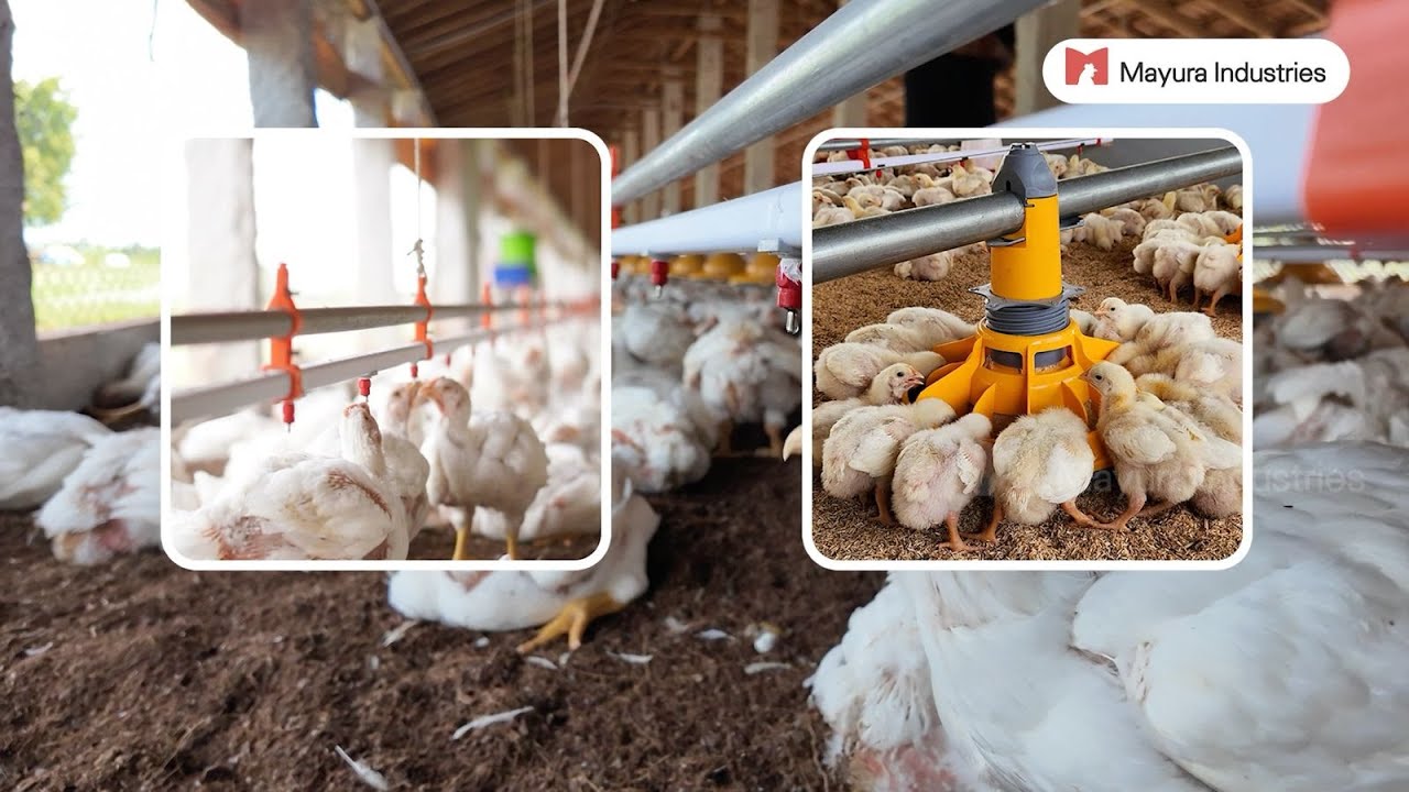 Automatic Pan Feeding System - Mayura Industries