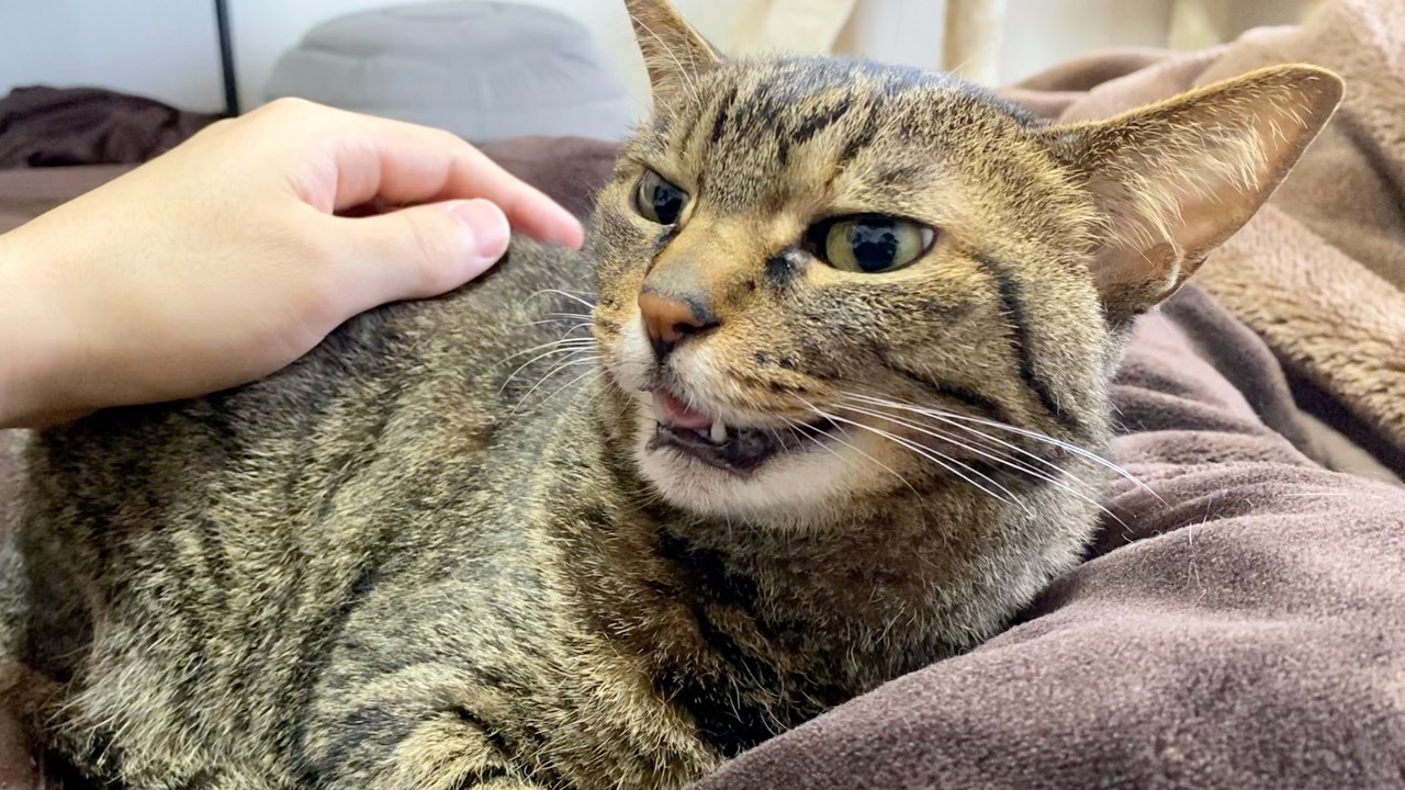 凶暴猫を寝かしつけようとした結果...