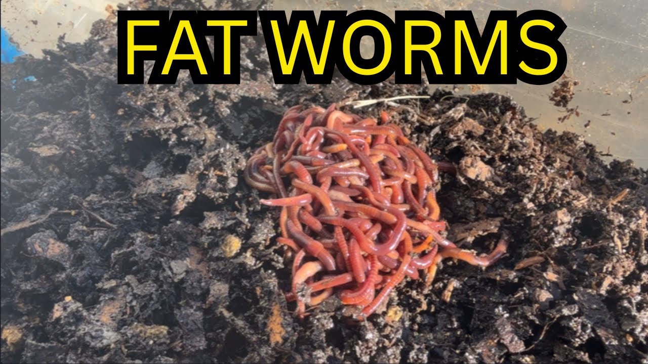 Raising FAT Fishing Worms - Breeder Bin Update ( 3 weeks Later)