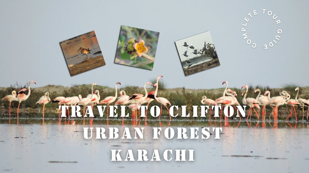 Clifton Urban Forest Karachi informative documentary about wildlife of Karachi