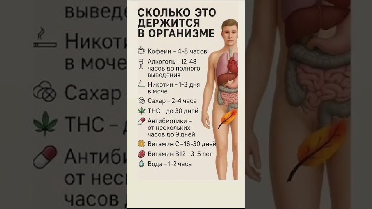 Как быстро очищается твой организм? ⏱️#здоровье #рекомендации #shorts